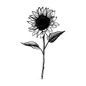 Sunflower oil high oleic refined product